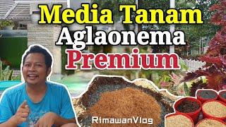 (Eps. 78) Media Tanam Aglaonema Premium untuk 2 Musim | Rimawan Vlog