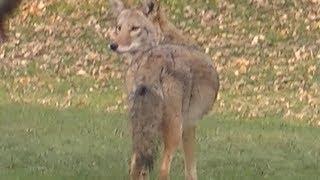 Coyote in my Backyard!