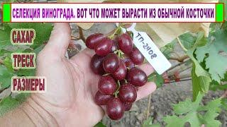  Селекция винограда. Егорутин. Гибридная форма с ярко бордовой ягодой. Обзор 23 августа.