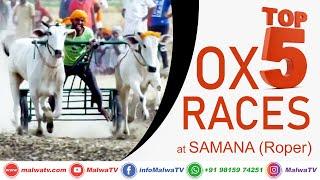 𝐓𝐎𝐏 𝟓 𝐎𝐗 𝐑𝐀𝐂𝐄𝐒  SAMANA (Roper) OX RACES / BULL CART RACES - ਬਲਦਾਂ ਦੀਆਂ ਦੌੜਾਂ 2020  MalwaTV