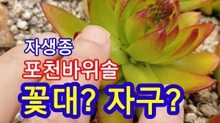 #자생종바위솔 #포천바위솔 #자구? #꽃대?