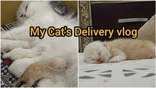 My Cat's Delivery vlog | new born kittens | the Cats planet