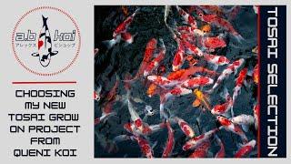 Another New Koi | Choosing My First Tosai Grow On Project | Queni Koi | #koi #koipond