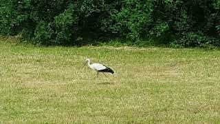 Storch in der Fuldaaue Fuldabrück/Bergshausen bei Kassel Nordhessen