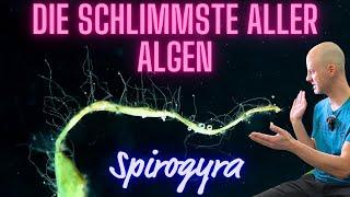 Die schlimmste Alge, die Du im Aquarium haben kannst - Spirogyra | +Froschlaichalge | +Thorea