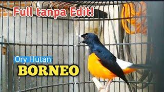 LANGSUNG NYAUT PANCINGAN MURAI BATU BORNEO.