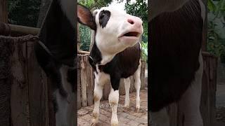 Cow Baby Sound, Amazing Cow Sound At Our Village Home