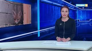 Новости Гродно (Выпуск 08.06.21). News Grodno. Гродно Плюс