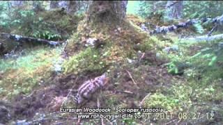 Eurasian Woodcock - Scolopax rusticola