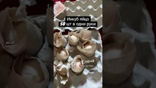 Купить инкубационное яйцо Племенное хозяйство Хитрук Елена Украина