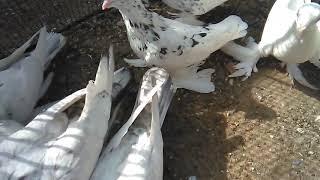 Стеценко Борис-Мраморные Среднеазиатские бойные голуби
