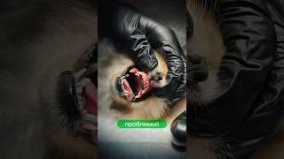 Двойной ряд зубов #cat #vet #вакцинация #ветеринар #животные