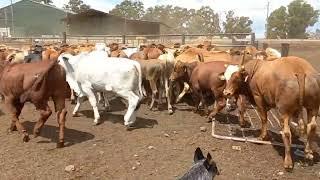 Australian cattle dog moving cattle