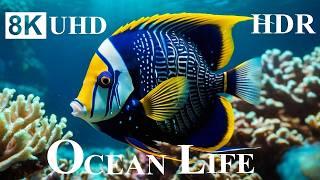 OCEAN LIFE 8K HDR – 8K Coral Reefs and Ocean Animals