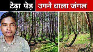 Crooked Forest | Unusual Place in The World | Raghu borikar |