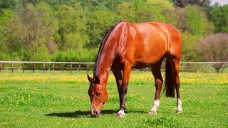  HORSE IN COUNTRYSIDE 10 Hours - Relaxing grazing sound nature ambience meditation farm asmr noise