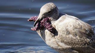 Seagull mutilates sea star at Larabee State Park in Bellingham, WA #shorts #shortsfeed #shortsvideo