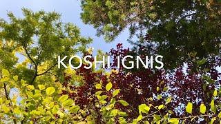 KOSHI CHIMES | Koshi Ignis Tuned Wind Chimes | Koshi Bells Meditation Music (2020)