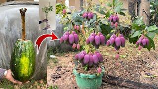 Best Techniques Graft Mango In Watermelon​ Boost Root For Growing Faser​​ 100% success