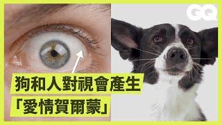 How Puppy Dog Eyes Evolved to Match Humans｜GQ Taiwan