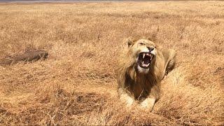 majestic male lion (majestätischer männlicher Löwe)