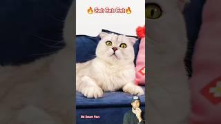 My Cat #cat #funny #funnycats #pets #catlover #cats #talkingtom #shorts @Sonyakisa8