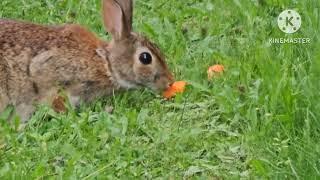 brown Rabbit