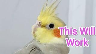 This Will Make Your Cockatiel Sings 