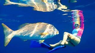 Very curious Yellowlip emperor (Lethrinus xanthochilus), Очень любопытный Желтогубый император