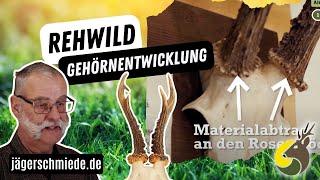 Gehörnentwicklung beim Rehwild - *Sicher durch die Jagdprüfung mit deiner Online-Lernplattform*