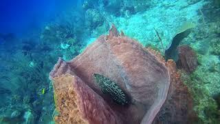 Diving Belize, Glover's Reef Atoll,  Off The Wall Dive Center and Resort, February 2024