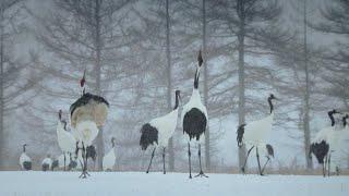 Trying to Save the Red Crowned Cranes of Japan | Wild Japan | BBC Earth