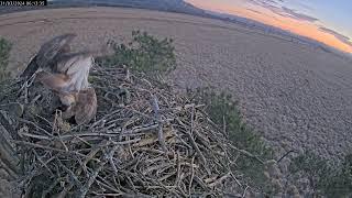 Sunrise mating 31 March 2024 at#foulshawospreys