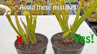 Repotting Sarracenia, Venus Flytraps, and Sundews in Midseason.