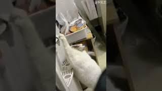 #목마른냥이 #웃긴영상 #국회의사당 #김기사 #인기영상