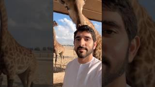 Sheikh Hamdan / فزاع FAZZA / #Giraffe #Dubai afternoon snacks 