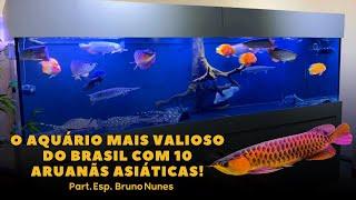 SUPERLOTAÇÃO DE ARUANÃS ASIÁTICAS EM AQUÁRIO GIGANTE !!