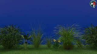 Plants-Blue-Screen_YT_Motion_Guru_Tamil