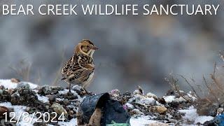 Bear Creek Wildlife Sanctuary - 12/8/2024