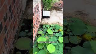 这是我的楼顶小菜园，只要把菜种好，我就很有成就感，你也喜欢种菜吗？#蔬菜种植