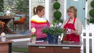 Girl Next Door 3-Piece Picture Purrfect Catmint Live Plants on QVC