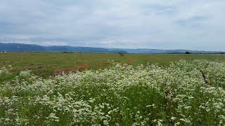 Sounds of Nature - Crickets and Wind Noise, Rustle of Grass - 3 hours of Relaxation