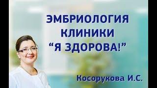 Эмбриология клиники "Я здорова!"