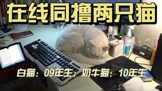 10+岁的猫咪是如何求撸的 | How 10+ year old cats request touching~