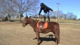 Carolina Sport Horses  Levi, stand on and crawl under