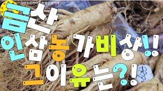 人参市場 금산군 금산수삼센터 금산인삼 종류별 상태와시세 견문록삶2279/Gumsan ginseng market, korea