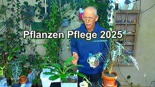 Pflanzen Klimbim mit Mango, Orchidee, Tamarinde, Vanille, Spuckpalme, Alocasia  Pflege im Substrat