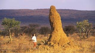 Les termites charbonnent comme jamais - ZAPPING SAUVAGE