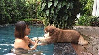 Mật tập bơi cười đau ruột, Swimming Dog too funny  Mật Pet Family