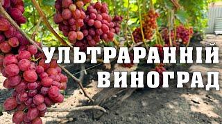 Огляд-екскурсія по ультрараннім сортам винограду станом на 27 липня 2024 року